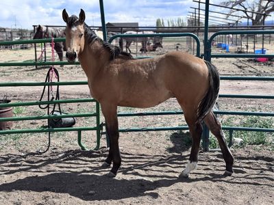 AQHA buckskin colt