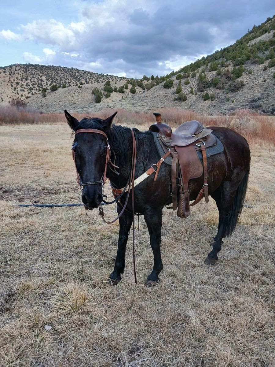 8 year old gelding