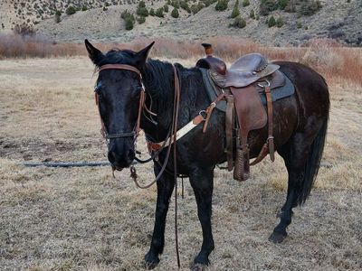 8 year old gelding