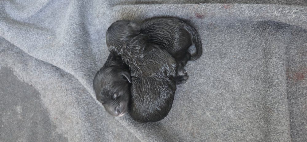 Golden Aussiedoodle Puppies (10 left)