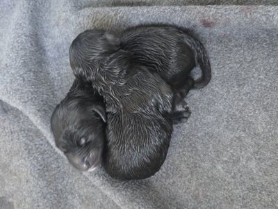 Golden Aussiedoodle Puppies (10 left)