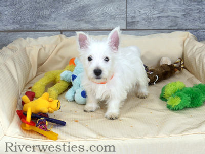 West Highland Terrier AKC puppies (westie)