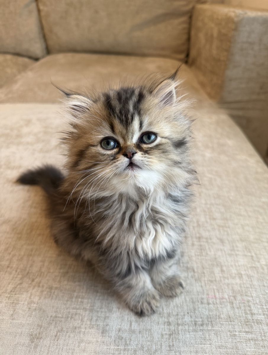 Dollface Persian Kitten