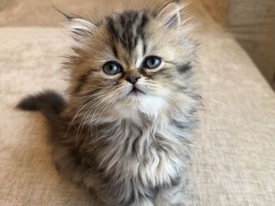 Dollface Persian Kitten
