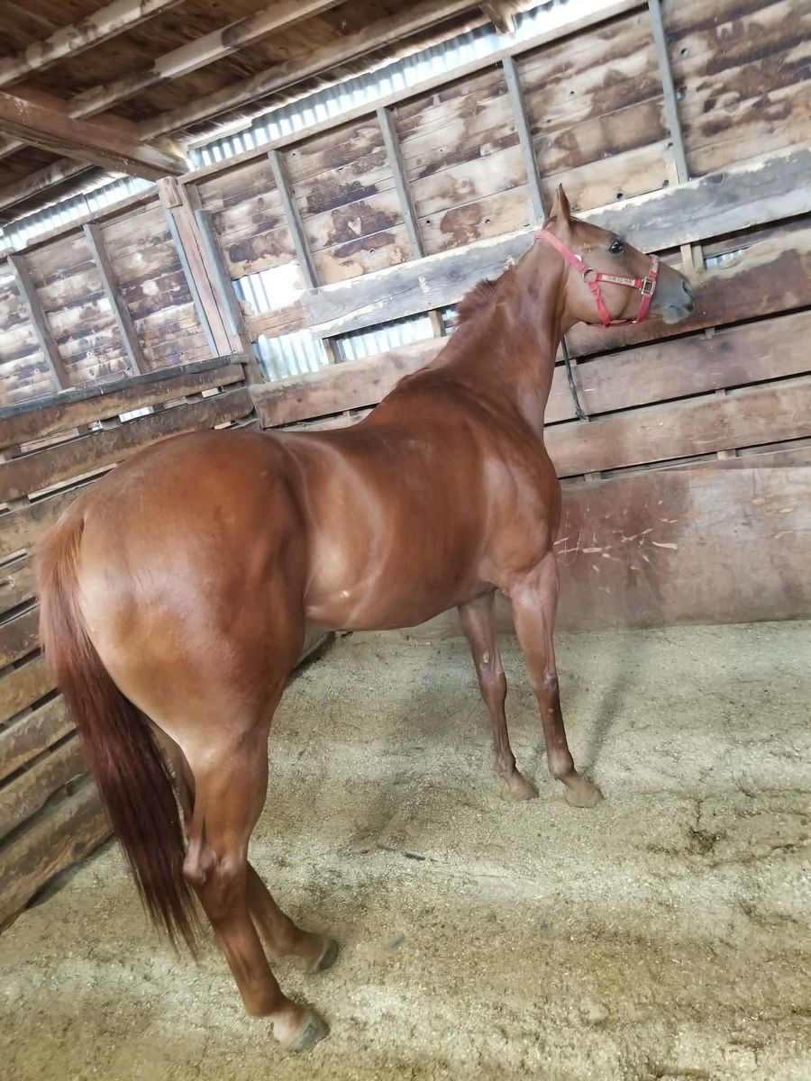 6 Year Old Sorrel Gelding