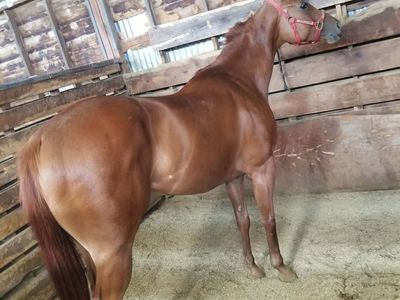6 Year Old Sorrel Gelding