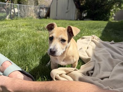 13 week Terrier Puppy - Rescue