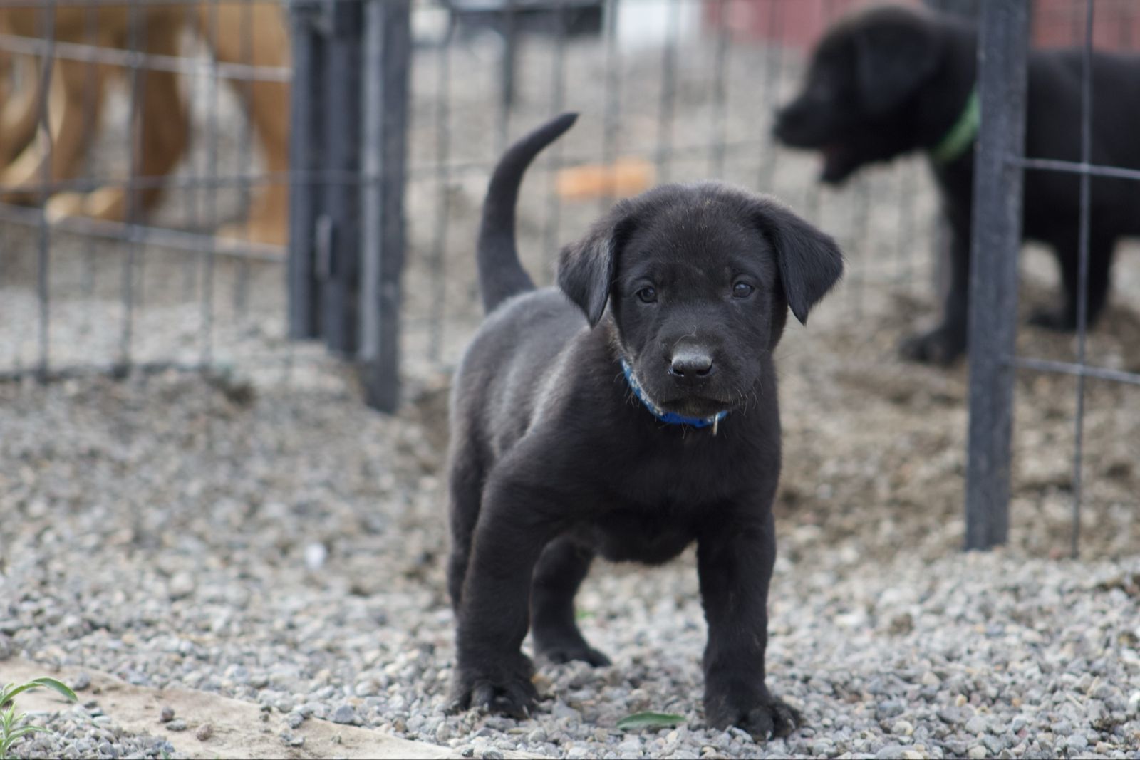 AKC Registered Labrador Retriever Puppies - 1 Male, 1 Female Available, Shots & Dewormed