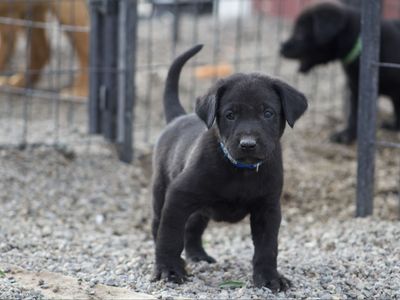 AKC Registered Labrador Retriever Puppies - 1 Male, 1 Female Available, Shots & Dewormed