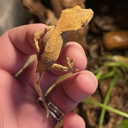 Baby crested geckos