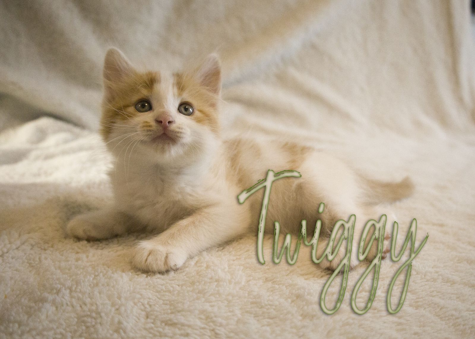 Available litter of 9 kittens. Or 9 Lives?