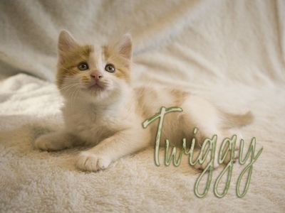 Available litter of 9 kittens. Or 9 Lives?