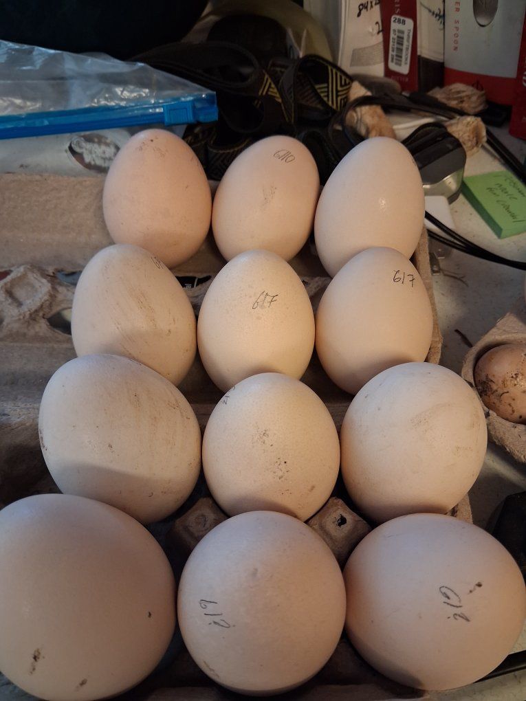 peacock hatching eggs