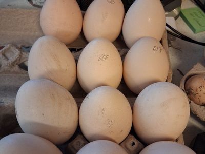 peacock hatching eggs