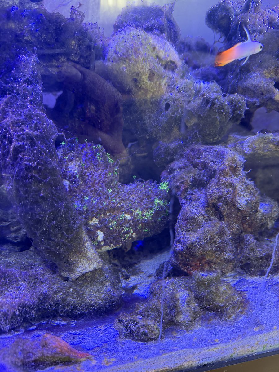 GSP - Green Star Polyps