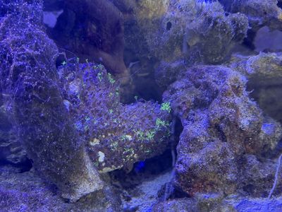 GSP - Green Star Polyps
