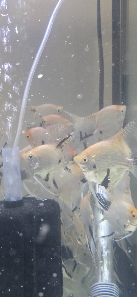 3" Angelfish Freshwater only $2.00