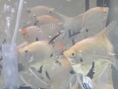3" Angelfish Freshwater only $2.00