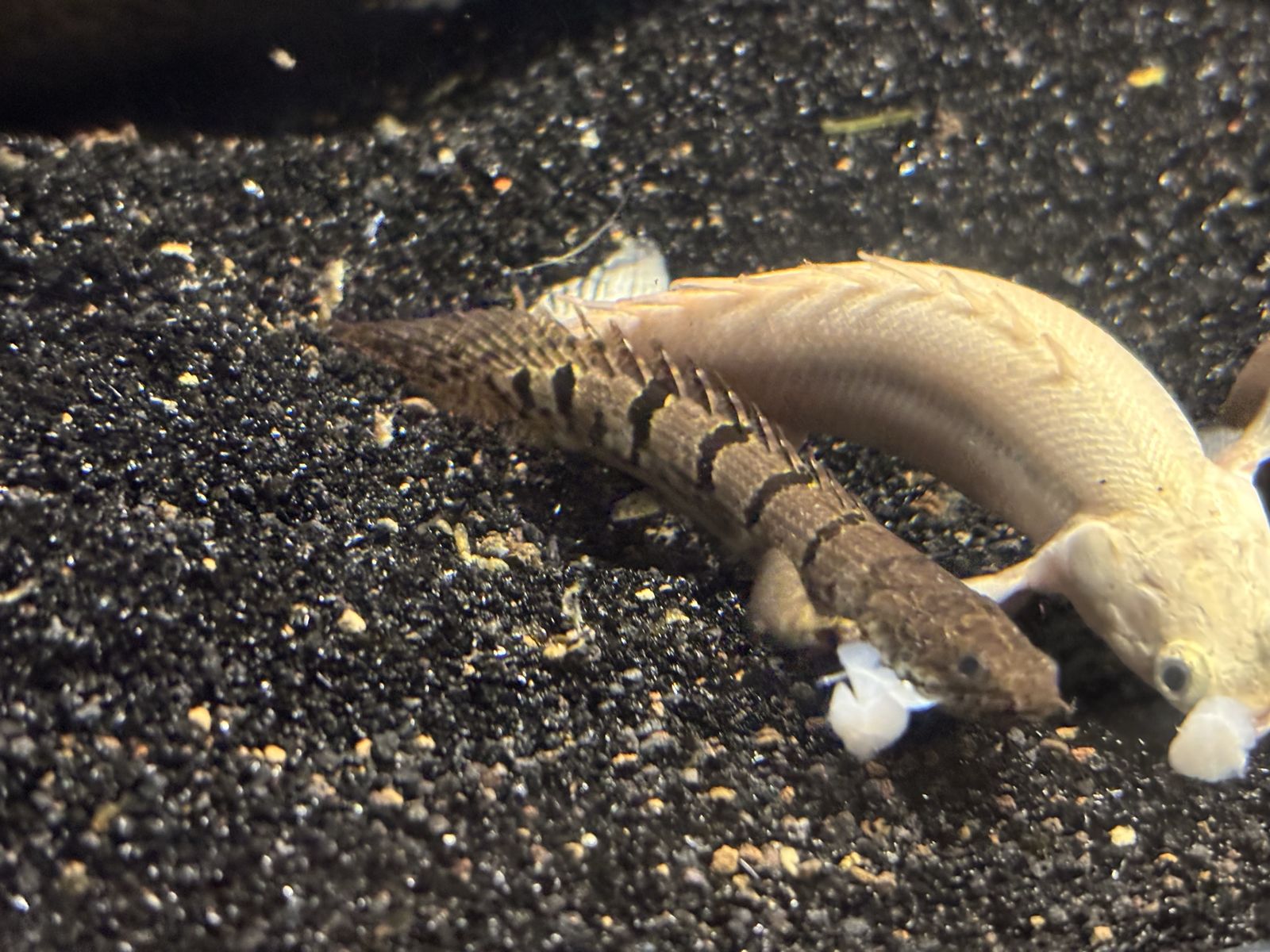 baby delihezi bicher