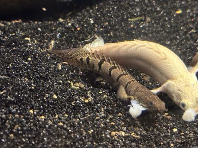 baby delihezi bicher