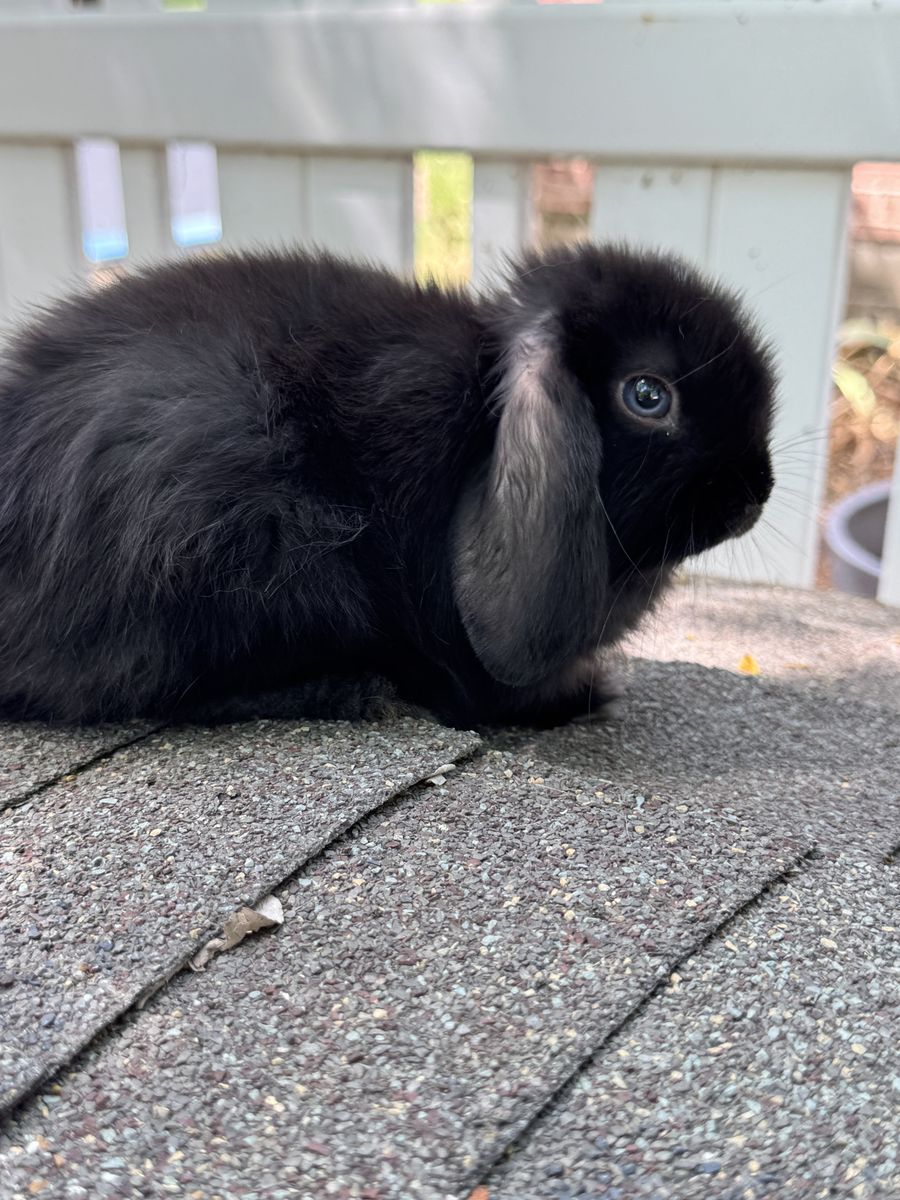 Adorable Holland Lop Bunnies