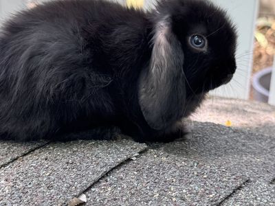 Adorable Holland Lop Bunnies