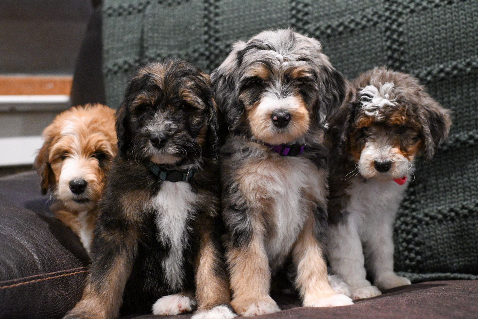 Adorable Mini Bernadoodle Puppies - Ace & Siblings - Ready for New Homes!