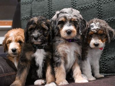 Adorable Mini Bernadoodle Puppies - Ace & Siblings - Ready for New Homes!