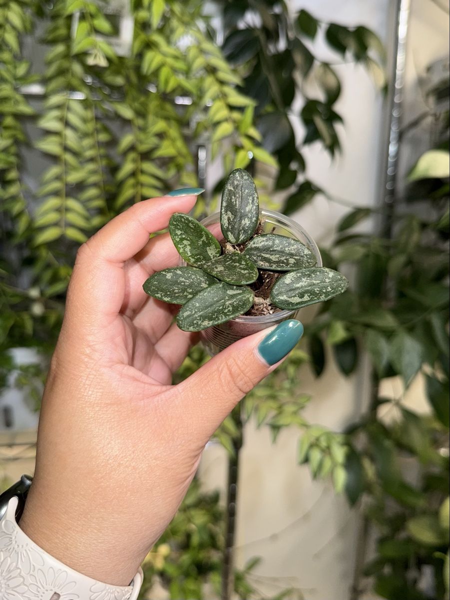 Hoya ‘Lima’ (splash) - Plant