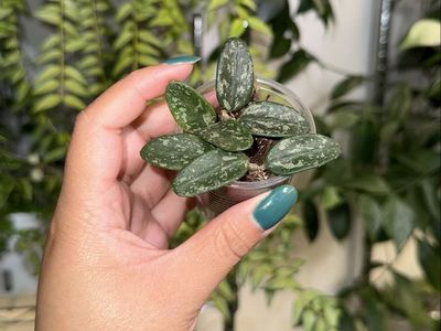 Hoya ‘Lima’ (splash) - Plant