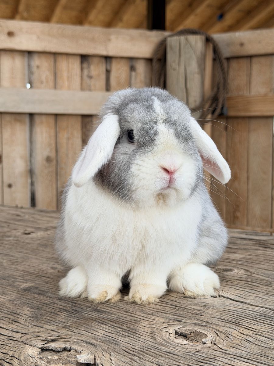 Pedigreed WE VM Holland Lop Buck (free Delivery)