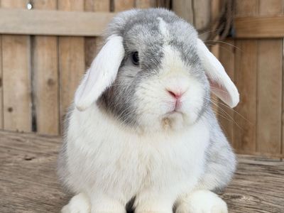 Pedigreed WE VM Holland Lop Buck (free Delivery)