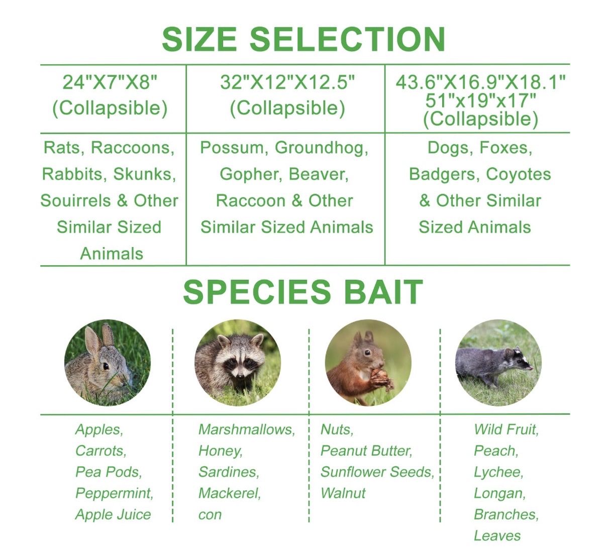 Main image 5