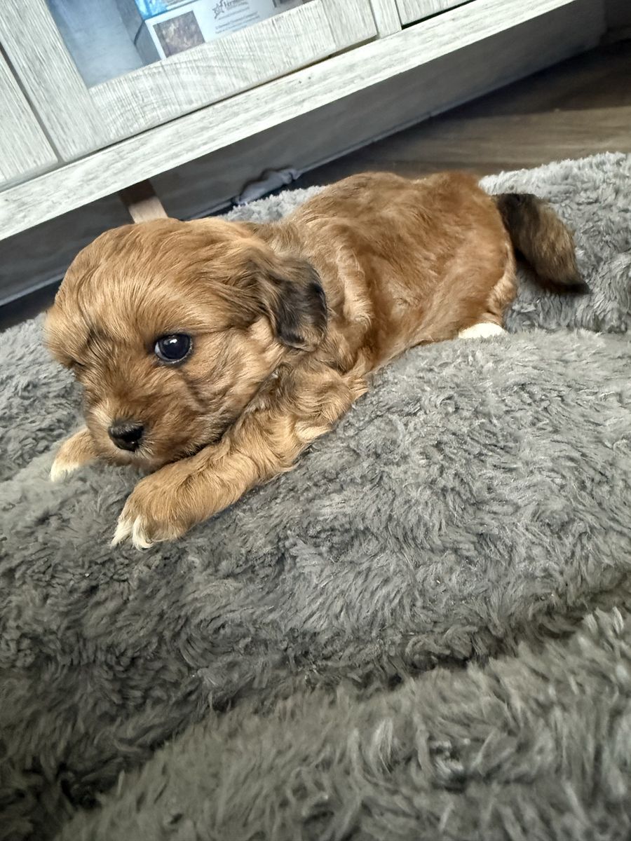 Adorable Shih Tzu Puppies