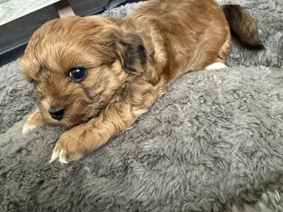 Adorable Shih Tzu Puppies