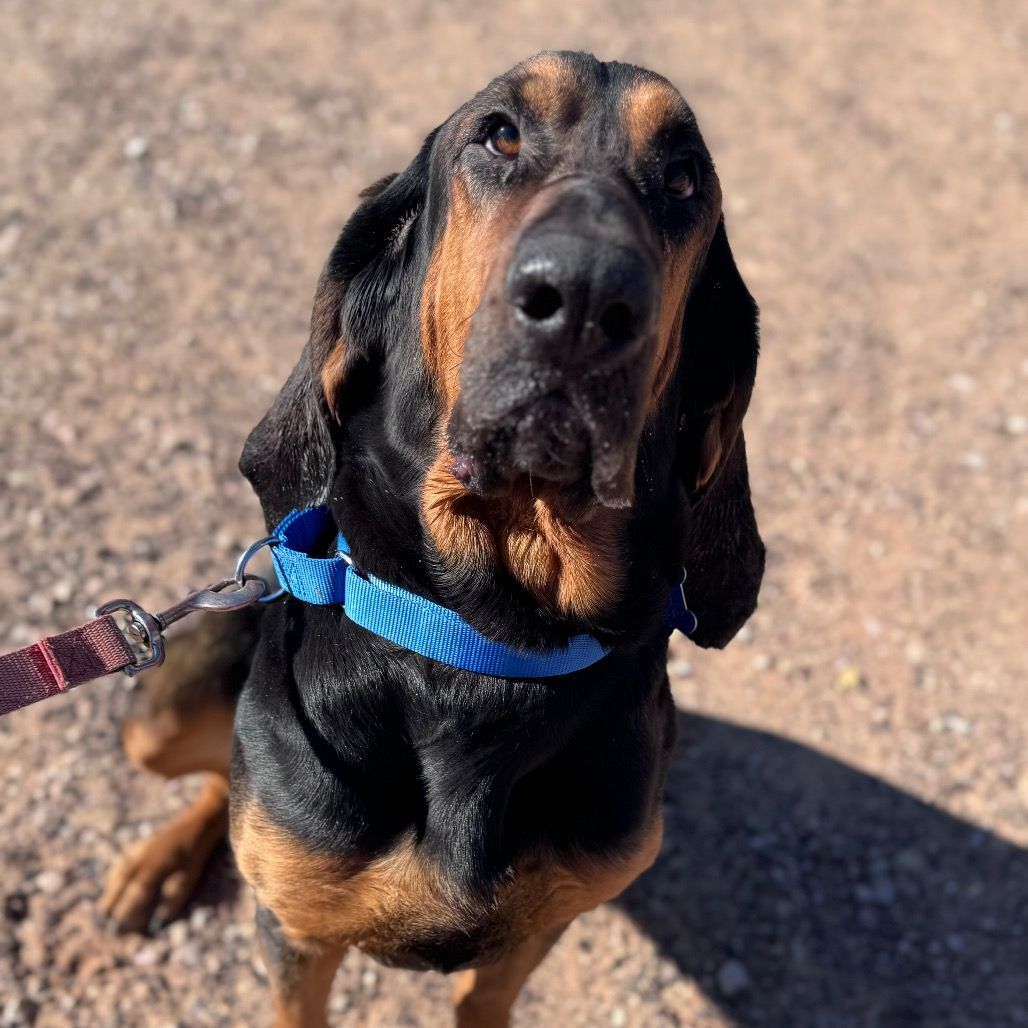 Hello my name is Trustie