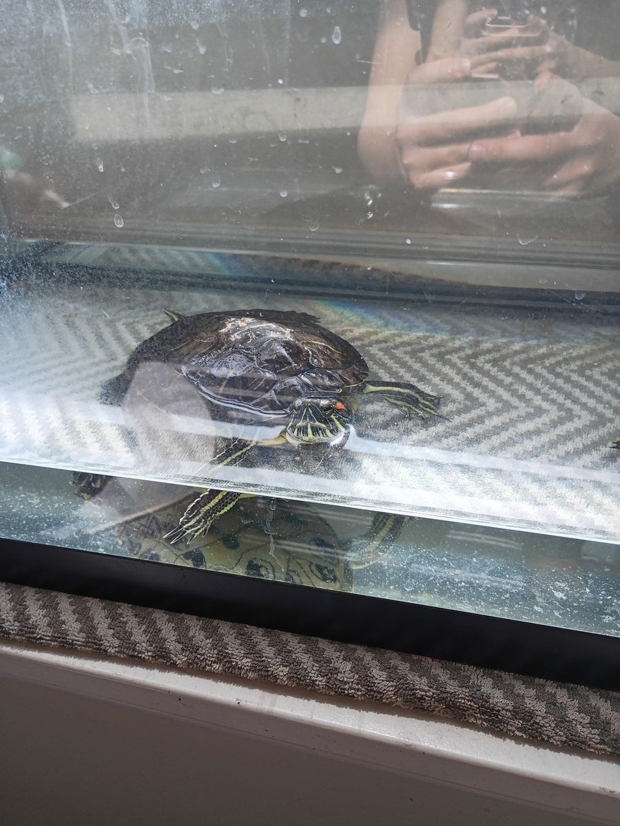 water turtle sliders for sale