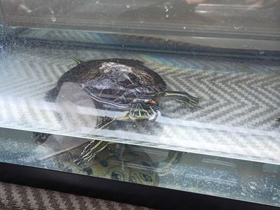 water turtle sliders for sale