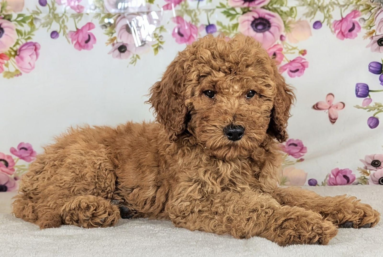 Meet Boy Harold — Your Future Best Friend!