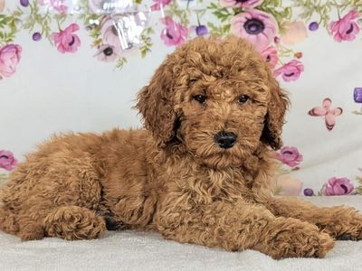 Meet Boy Harold — Your Future Best Friend!