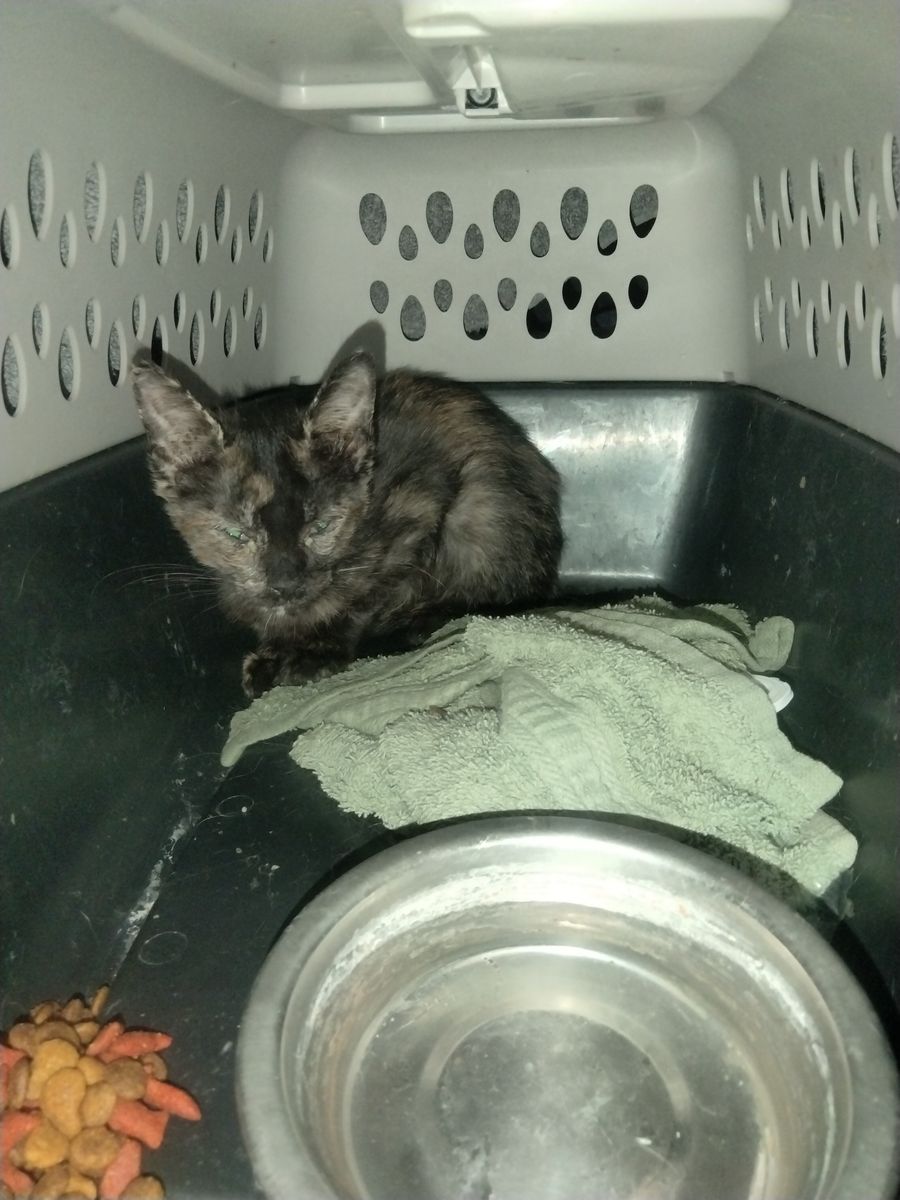 Feral kitten 
