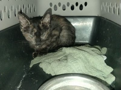 Feral kitten