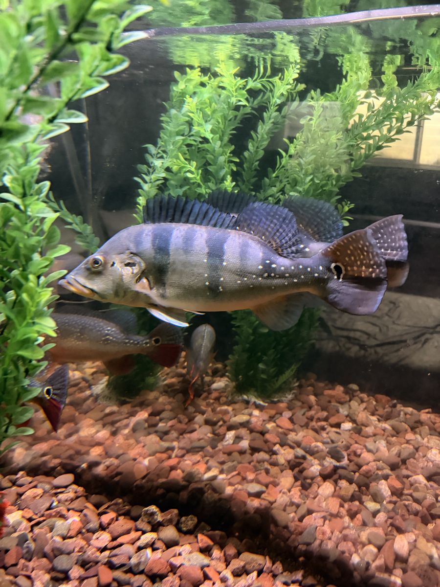 16" Azul Peacock Bass