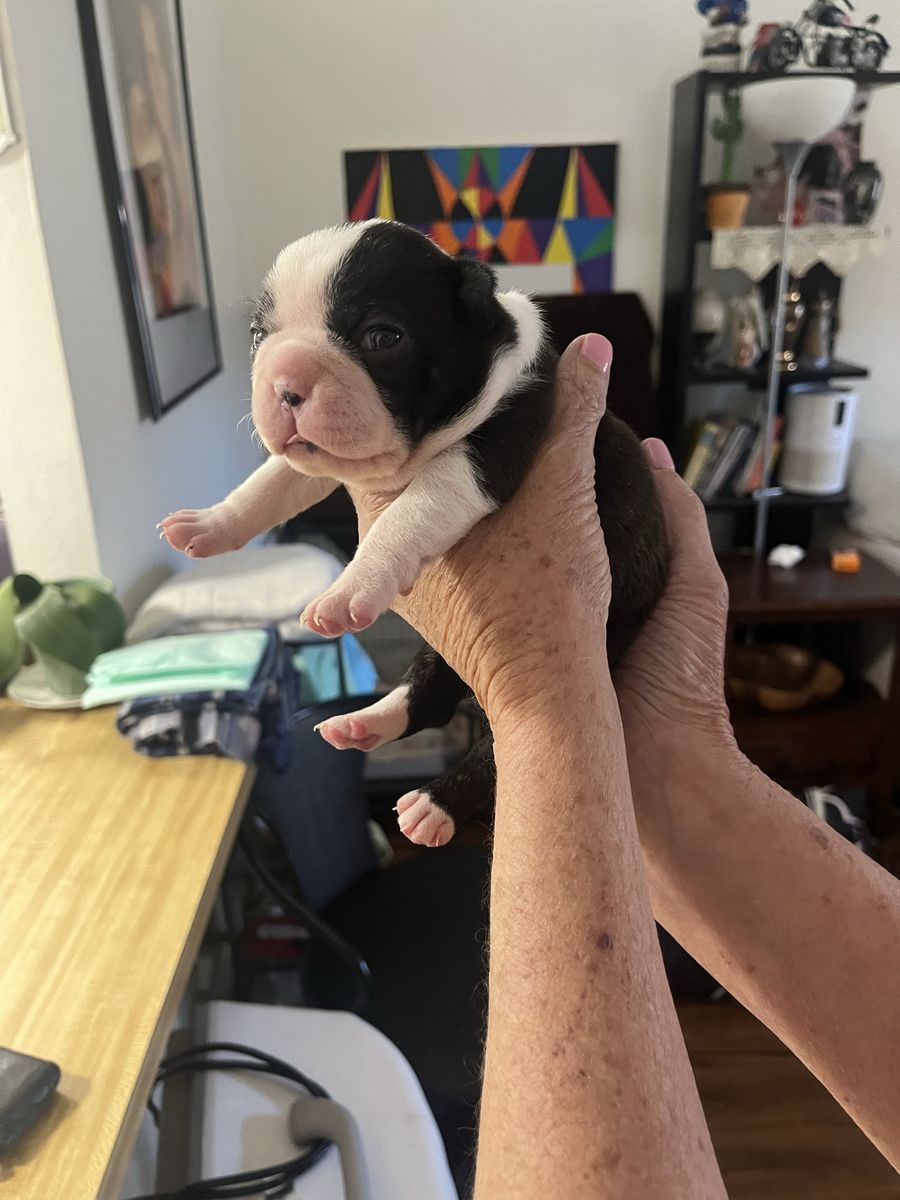 Boston Terrier puppies one male and one female