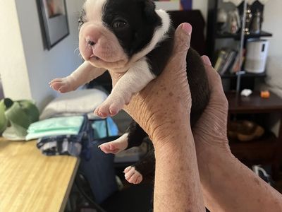 Boston Terrier puppies one male and one female