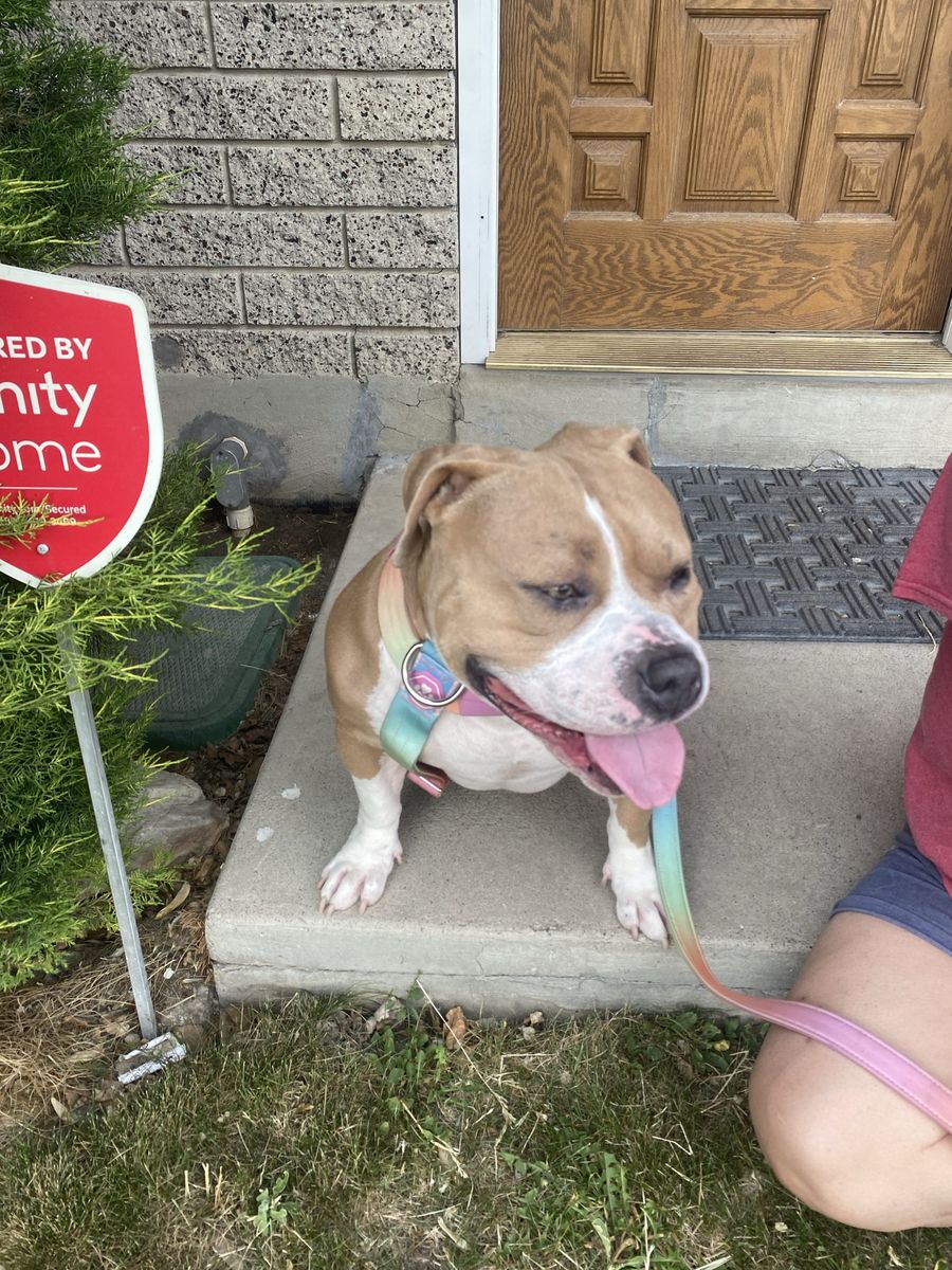 XL BULLY