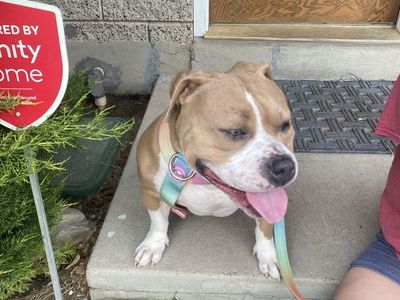 XL BULLY