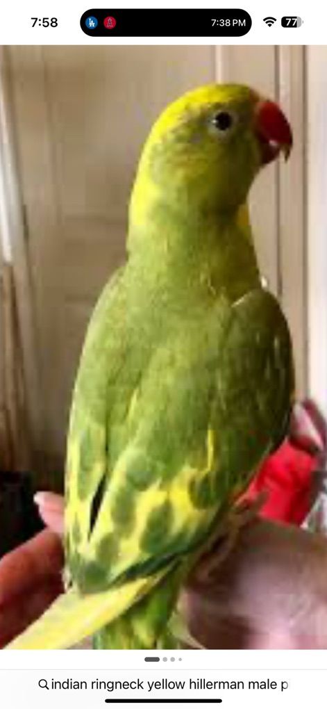 Indian Ringneck Yellow  Hillerman Babys