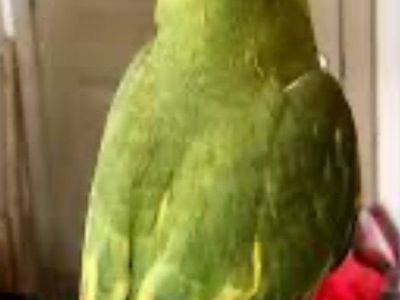 Indian Ringneck Yellow Hillerman Babys