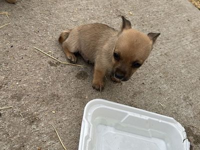 Puppies